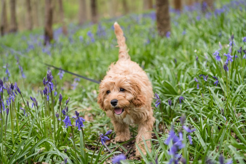 Lenny the Cavapoo